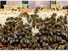 Пчелопакеты карника из курска
