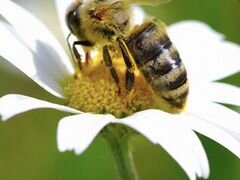 Пчёлы, пчелосемьи, пчелопакеты