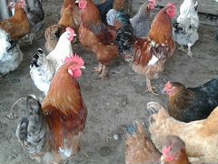 Куриные яйца для инкубации