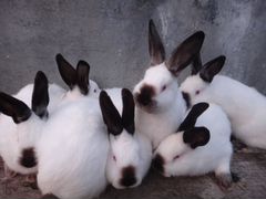 Продам Кроликов
