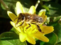 Пчелы пчелосемьи