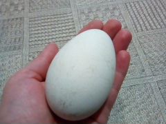 Инкубационные гусиные яйца