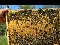 Пчелопакеты пчелопакеты