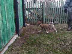 Продам щенка Западно- Сибирской лайки