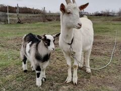 Козел и коза с козлёнком