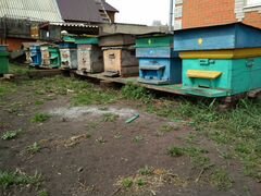 Продам пчелосемьи с ульями