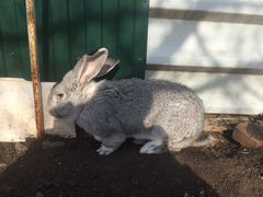 Продаю кролика породы "фландер" 8 месяцев