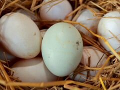 Яйца гусинные утиные инкубационные