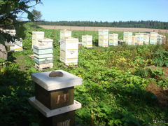 Семьи пчёл и пчелиные рои