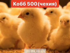 Цыпленок кобб500 бройлер