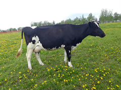 Корова голштинская