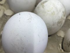 Яйца гусиные на инкубацию