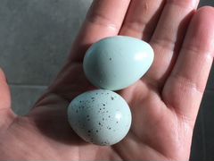 Селадон (Целадон) яйцо инкубационное