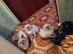 Тайские котята