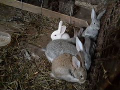 Кролики - породы "Великан"