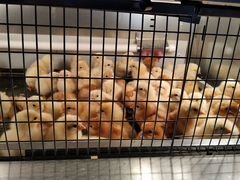 Цыплята породы Ломан Браун