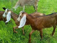 Продаются нубийские козы