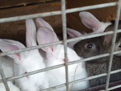 Продам кроликов полтора месяца