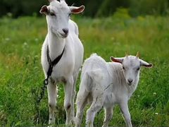 Козы молочные и козлята