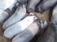 Поросята вьетнамских вислобрюхих свиней