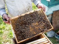 Продам пчелосемьи,отводки,рои
