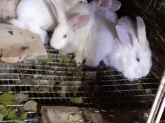 Крольчата-1месяц, кролы,кролихи, крольчата-2месяца