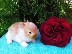 Крольчата цветной карлик