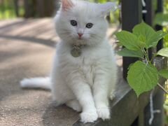 Белый котенок (кошечка) 3 месяца