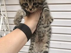 Котятки в заботливые руки