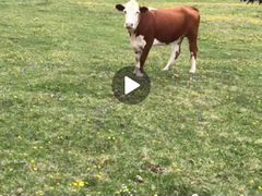 Коровы герефорд