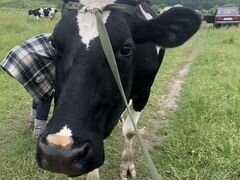 Корова голландская порода