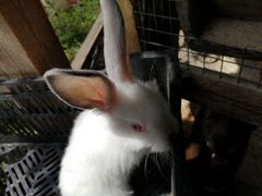 Обмен кроликами