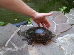 Черепаха "болотная"