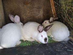 Самочки Кролики