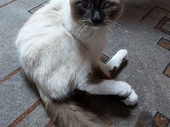 Тайский котик ищет любящих хозяев
