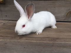 Калифорнийские белоснежные крольчата