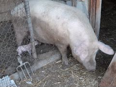 Свинья,порода мясная Ландрас