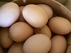 Яйца куриные Брама