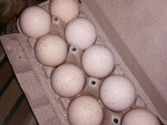 Ингубацоные яйцо