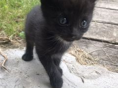 Котик черный