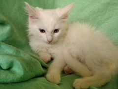 Белоснежная Джина - котенок в добрые руки