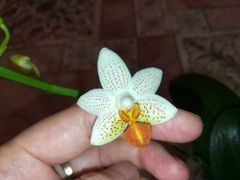 Мини Марк орхидея
