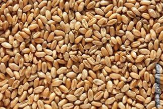 Пшеница и дробленка