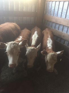 Продаю бычков порода казахи белоголовые