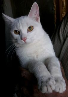 Шикарный белый кот, доставка