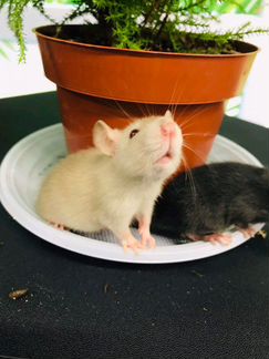 Молодые крысята