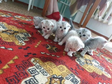 Котята, 2 мальчика и 3 девочки