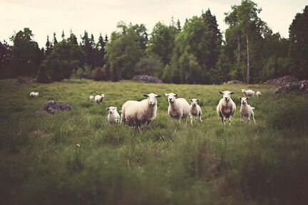 Овцы и бараны романовские