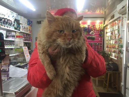 Сибирский рыжий кот 1,5года ласковый