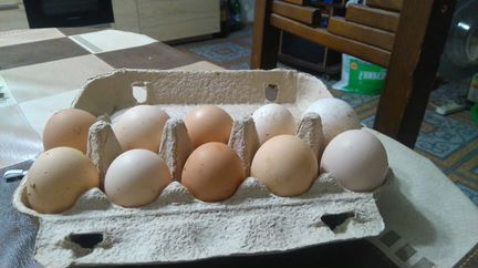 Яйцо инкубационое